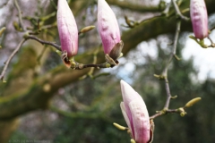 magnolia#(20250329)a flora