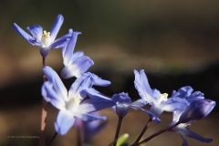 scilla#(20210329) flora