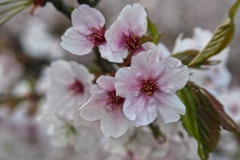 prunus#(20250329)a flora