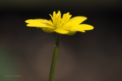 speenkruid#(20210329) flora