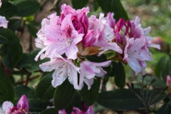 rododendron#(20250329)a flora