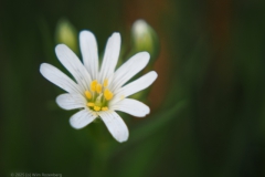 grote muur#(20250329) flora