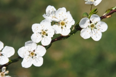 prunus#(20250329)c flora