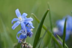 scilla#(20250329) flora