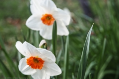 narcis#(20250329) flora