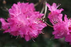 rododendro#(2025039)b flora