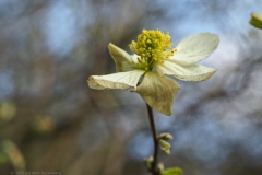 bloesem#(20250329)a flora