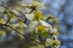 bloesem#(20250329)b flora
