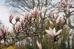 magnolia#(20230330)b flora