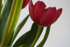 tulpen#(20230330) flora