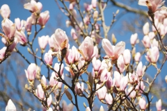 magnolia#(20210330)a flora