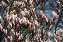 magnolia#(20210330)aa flora