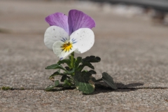 viooltje#(20240331) flora