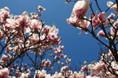 magnolia#(20250401)a flora