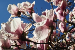 magnolia#(20250401)b flora