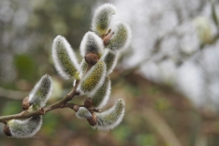 wilg#(20210402)b flora
