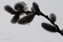 wilg#(20210402)a flora