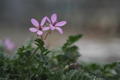 reigersbek#(20210402) flora