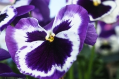 viooltje#(20250404)a flora