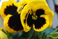 viooltje#(20250404)b flora