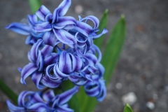 hyacint#(20250404) flora