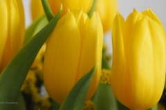 tulpen#(20180404) flora