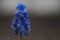 blauw druifje#(20200404)a flora