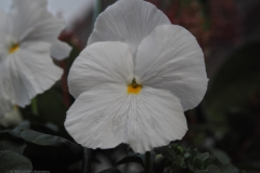 viooltje#(20240405) flora