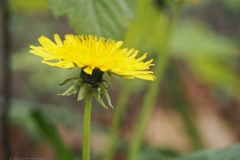 paardenbloem#(20240408) flora