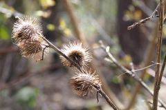 klit#(20220409) flora
