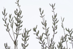 wilg#(20230411) flora