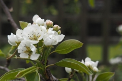 peer#(20220412)a flora