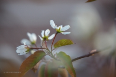 krentenboompje#(20210412)b flora