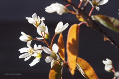 krentenboompje#(20210412)a flora