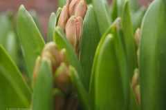 hyacint#(20220412)aa flora