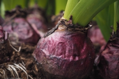 hyacint#(20220412)ab flora