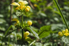 dovenetel#(20240413)b flora
