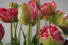 tulpen#(20220413) flora