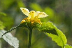 dovenetel#(20240413)a flora
