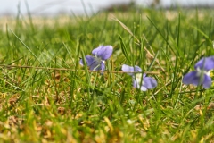 viooltje#(20240413) flora