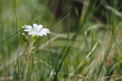 akkerhoornbloem#(20240413) flora