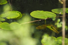gele plomp#(20240413) flora