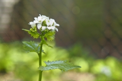 lookzonderlook#(20240414) flora