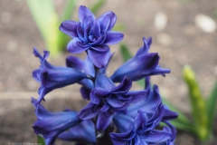 hyacint#(20230415)b flora