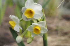 narcis#(20230415)a flora