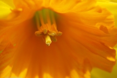 narcis#(20230415)ba flora