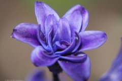 hyacint#(20230415)ba flora