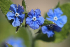 ossentong#(20200415)aa flora