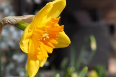 narcis#(20230415)b flora