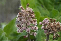 groot hoefblad#(20230415)li flora